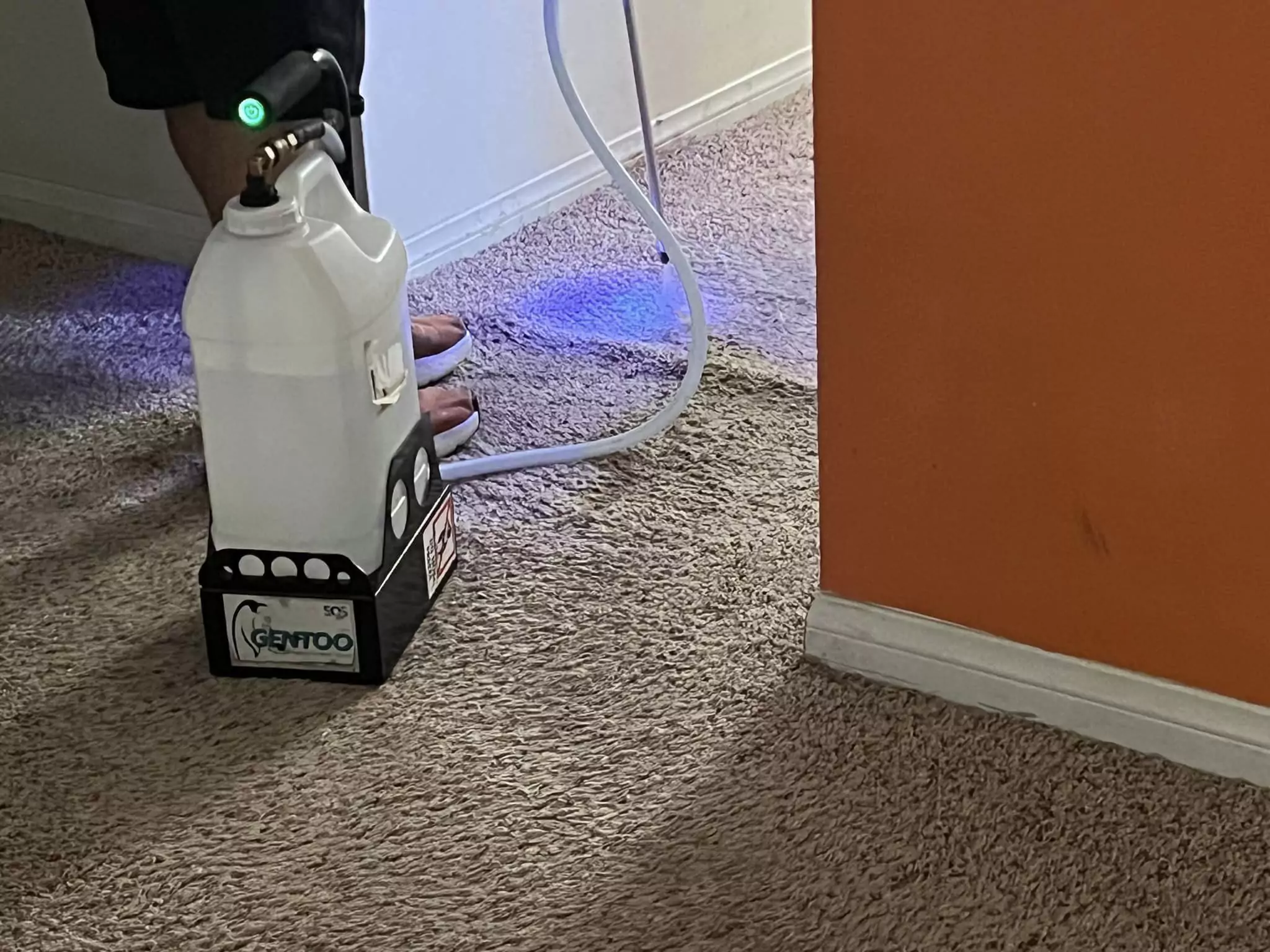 Pet Odor Removal Services (3)